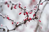 Frozen Berberis vulgaris branch with red berries