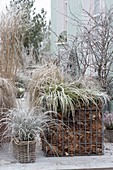 Frozen grasses wintered with leafy gabions and baskets
