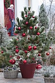 Pinus leucodermis (Schlangenhaut-Kiefer) weihnachtlich geschmückt