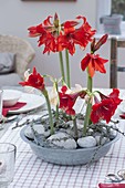 Tin bowl with Hippeastrum (Amaryllis) as a table decoration