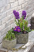 Hyacinthus 'Purple Sensation' (Hyazinthen) und Primula acaulis (Primeln)