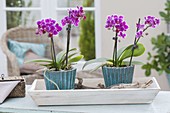 Mini-Phalaenopsis (Malay flower, butterfly orchid)