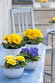 Gelbe und blaue Primula acaulis (Primeln) in emaillierten Gefaessen