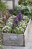 Wooden box with Saxifraga arendsii and Hyacinthus' Purple