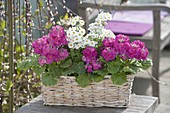 Basket with Primula malacoides in pink and white