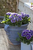 Primula Siroccoco 'Blue', 'Purple' (ruffled primrose)