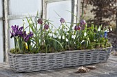 Basket with Galanthus nivalis, Iris reticulata
