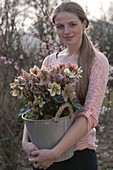 Woman carrying bucket with Helleborus X hybrida 'Penny's pink'
