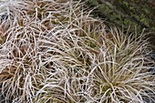 Gefrorene Carex (Seggen) im Beet