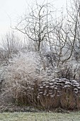 Frozen perennial border with Sedum telephium, Chrysanthemum