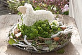 Wool lamb with parsley and primula in wreath