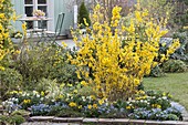 Flowering forsythia in the patio