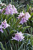 Frozen Hyacinthus (Hyacinth) in flower bed