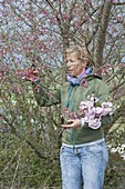 Frau schneidet Zweige von Prunus 'Accolade' (Zierkirsche) für Strauss