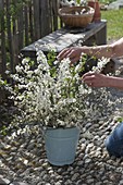 Woman placing rural Prunus spinosa branches bouquet