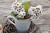 Flowers and leaves of Bergenia hybrid 'Snow Queen'