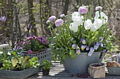 Frühlings-Arrangement auf Terrassen-Tisch : Ranunculus (Ranunkel)