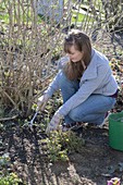 Woman fertilizing shrubs in spring and works the fertilizer into the soil