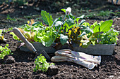Plant the bed in the organic garden with lettuce, kohlrabi, horned violet and parsley