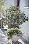 Olea europaea (Olivenbaum) unterpflanzt mit Lobularia (Duftsteinrich)