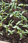 Sämlinge von Tagetes tenuifolia (Gewürz-Tagetes)