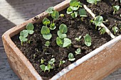 Lavatera trimestris seedlings in terracotta box
