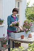 Plant box with Gaura 'Lillipop Pink' and Petunia Calimero 'Candy'