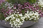 Bowl with Saxifraga arendsii Alpino 'White' 'Rose'