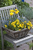 Blue-yellow planted spring basket on chair