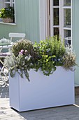 Pastel lilac box with rosemary, thyme