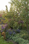 Apple tree with red apples, aster, alchemilla