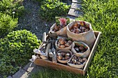 Tray of flower bulbs in paper bags for autumn planting
