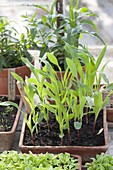 Young sweetcorn (Zea mays) plants in a terracotta bowl