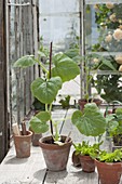 Preferred young spaghetti squash plant in the greenhouse