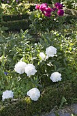 Paeonia lactiflora 'Shirley Temple' (Edel - Pfingstrose)