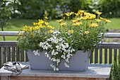 Gray wooden box planted with Osteospermum 'Mango' (cape baskets)