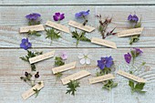 Tableau with cranesbill varieties and species