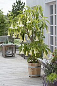 Brugmansia arborea hybrid 'Sunny' (Angel Trumpet)