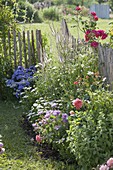 Summer bed with perennials and roses at the fence