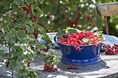 Frisch gepflueckte rote Johannisbeeren (Ribes rubrum)