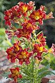 Salpiglossis 'Red Bicolor' (Trompetenzunge)