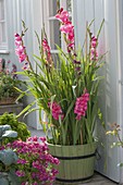 Green wooden bucket with pink gladiolus, Nemesia 'Cassis'