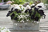 Box planted in black and white with Petunia 'Crazytunia Black Mamba'