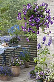 Blue-violet planted balcony-Petunia 'Sanguna Radiant Blue' in hanging basket