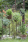 Körbe mit Kräutern am rostigen Gartenzaun : Salbei 'Berggarten' 'Icterina'