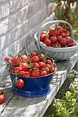 Freshly harvested tomatoes in enamel bowl and woodchip basket