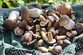 Fresh forest mushrooms, chestnut pipe, brown cape (Imleria badia)