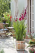 Gladiolus 'Plumtart' (Gladiolen) in Holz-Kübel auf der Terrasse