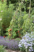 Plant tomatoes on willow branches in the vegetable garden