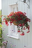 Begonia Boliviensis 'Sparkler Red' in hanging basket